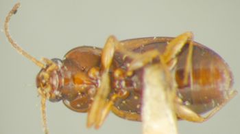 Media type: image;   Entomology 33060 Aspect: habitus ventral view